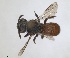  ( - ZMA.INS.5103998)  @11 [ ] by-nc-sa (2024) Unspecified Naturalis Biodiversity Centre