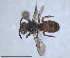  ( - ZMA.INS.5104023)  @11 [ ] by-nc-sa (2024) Unspecified Naturalis Biodiversity Centre