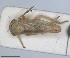  ( - ZMA.INS.5135325)  @11 [ ] by-nc-sa (2024) Unspecified Naturalis Biodiversity Centre