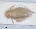  (Euscelis alsioides - ZMA.INS.5135332)  @11 [ ] by-nc-sa (2024) Unspecified Naturalis Biodiversity Centre