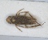  (Arocephalus lakonicus - ZMA.INS.5135344)  @11 [ ] by-nc-sa (2024) Unspecified Naturalis Biodiversity Centre