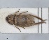  ( - ZMA.INS.5135351)  @11 [ ] by-nc-sa (2024) Unspecified Naturalis Biodiversity Centre