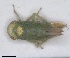  (Opsius cypriacus - ZMA.INS.5135353)  @11 [ ] by-nc-sa (2024) Unspecified Naturalis Biodiversity Centre