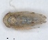  (Opsius scutellaris - ZMA.INS.5135354)  @11 [ ] by-nc-sa (2024) Unspecified Naturalis Biodiversity Centre