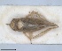  ( - ZMA.INS.5135363)  @11 [ ] by-nc-sa (2024) Unspecified Naturalis Biodiversity Centre
