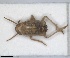  (Paraliburnia adela - ZMA.INS.5139173)  @11 [ ] by-nc-sa (2024) Unspecified Naturalis Biodiversity Centre