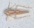  (Zygina suavis - ZMA.INS.5139181)  @11 [ ] by-nc-sa (2024) Unspecified Naturalis Biodiversity Centre
