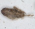  ( - ZMA.INS.5139183)  @11 [ ] by-nc-sa (2024) Unspecified Naturalis Biodiversity Centre