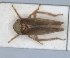  ( - ZMA.INS.5139431)  @11 [ ] by-nc-sa (2024) Unspecified Naturalis Biodiversity Centre