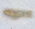  (Asianidia - ZMA.INS.5139441)  @11 [ ] by-nc-sa (2024) Unspecified Naturalis Biodiversity Centre