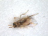  ( - ZMA.INS.5139827)  @11 [ ] by-nc-sa (2024) Unspecified Naturalis Biodiversity Centre