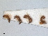  (Cephalonomia gallicola - ZMA.INS.5139829)  @11 [ ] by-nc-sa (2024) Unspecified Naturalis Biodiversity Centre