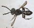  ( - ZMA.INS.5139840)  @11 [ ] by-nc-sa (2024) Unspecified Naturalis Biodiversity Centre