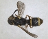  ( - ZMA.INS.5139841)  @11 [ ] by-nc-sa (2024) Unspecified Naturalis Biodiversity Centre