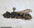  ( - ZMA.INS.5139842)  @11 [ ] by-nc-sa (2024) Unspecified Naturalis Biodiversity Centre