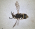  ( - ZMA.INS.5139850)  @11 [ ] by-nc-sa (2024) Unspecified Naturalis Biodiversity Centre