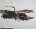  ( - ZMA.INS.5139857)  @11 [ ] by-nc-sa (2024) Unspecified Naturalis Biodiversity Centre