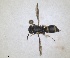  (Microdynerus perezi - ZMA.INS.5139865)  @11 [ ] by-nc-sa (2024) Unspecified Naturalis Biodiversity Centre