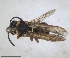  ( - ZMA.INS.5139872)  @11 [ ] by-nc-sa (2024) Unspecified Naturalis Biodiversity Centre