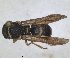  ( - ZMA.INS.5139873)  @11 [ ] by-nc-sa (2024) Unspecified Naturalis Biodiversity Centre