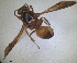  ( - ZMA.INS.5139875)  @11 [ ] by-nc-sa (2024) Unspecified Naturalis Biodiversity Centre