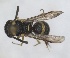  (Stenodynerus aequisculptus - ZMA.INS.5139876)  @11 [ ] by-nc-sa (2024) Unspecified Naturalis Biodiversity Centre