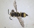  (Stenodynerus vergesi - ZMA.INS.5139878)  @11 [ ] by-nc-sa (2024) Unspecified Naturalis Biodiversity Centre