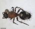  (Dasylabris iberica - ZMA.INS.5139879)  @11 [ ] by-nc-sa (2024) Unspecified Naturalis Biodiversity Centre