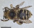  ( - ZMA.INS.5142854)  @11 [ ] by-nc-sa (2024) Unspecified Naturalis Biodiversity Centre