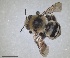  ( - ZMA.INS.5142857)  @11 [ ] by-nc-sa (2024) Unspecified Naturalis Biodiversity Centre