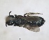  ( - ZMA.INS.5144937)  @11 [ ] by-nc-sa (2024) Unspecified Naturalis Biodiversity Centre