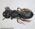  ( - ZMA.INS.5144938)  @11 [ ] by-nc-sa (2024) Unspecified Naturalis Biodiversity Centre