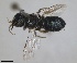  ( - ZMA.INS.5144939)  @11 [ ] by-nc-sa (2024) Unspecified Naturalis Biodiversity Centre