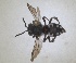  ( - ZMA.INS.5144942)  @11 [ ] by-nc-sa (2024) Unspecified Naturalis Biodiversity Centre