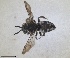  ( - ZMA.INS.5144944)  @11 [ ] by-nc-sa (2024) Unspecified Naturalis Biodiversity Centre