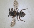  ( - ZMA.INS.5144945)  @11 [ ] by-nc-sa (2024) Unspecified Naturalis Biodiversity Centre