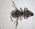  ( - ZMA.INS.5144946)  @11 [ ] by-nc-sa (2024) Unspecified Naturalis Biodiversity Centre