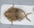  (Issus distinguendus - ZMA.INS.5145142)  @11 [ ] by-nc-sa (2024) Unspecified Naturalis Biodiversity Centre