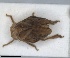  (Bubastia ludviki - ZMA.INS.5145148)  @11 [ ] by-nc-sa (2024) Unspecified Naturalis Biodiversity Centre