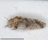  (Aphalara sauteri - ZMA.INS.5145151)  @11 [ ] by-nc-sa (2024) Unspecified Naturalis Biodiversity Centre