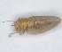  (Livilla cataloniensis - ZMA.INS.5145153)  @11 [ ] by-nc-sa (2024) Unspecified Naturalis Biodiversity Centre