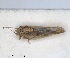  (Livilla retamae - ZMA.INS.5145154)  @11 [ ] by-nc-sa (2024) Unspecified Naturalis Biodiversity Centre