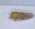  (Cacopsylla rhododendri - ZMA.INS.5145156)  @11 [ ] by-nc-sa (2024) Unspecified Naturalis Biodiversity Centre