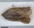  (Cixidia marginicollis - ZMA.INS.5145157)  @11 [ ] by-nc-sa (2024) Unspecified Naturalis Biodiversity Centre