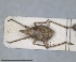  ( - ZMA.INS.5145160)  @11 [ ] by-nc-sa (2024) Unspecified Naturalis Biodiversity Centre
