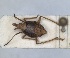  (Bursinia hemiptera - ZMA.INS.5145161)  @11 [ ] by-nc-sa (2024) Unspecified Naturalis Biodiversity Centre