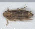  (Ommatissus binotatus - ZMA.INS.5145162)  @11 [ ] by-nc-sa (2024) Unspecified Naturalis Biodiversity Centre
