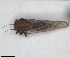  (Cacopsylla pyrisuga - ZMA.INS.5145172)  @11 [ ] by-nc-sa (2024) Unspecified Naturalis Biodiversity Centre