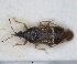  (Anthocoris salicis - ZMA.INS.5145175)  @11 [ ] by-nc-sa (2024) Unspecified Naturalis Biodiversity Centre
