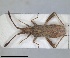  (Coriomeris subglaber - ZMA.INS.5145184)  @11 [ ] by-nc-sa (2024) Unspecified Naturalis Biodiversity Centre